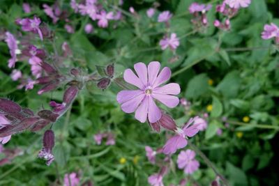 Close-up of pink flowers