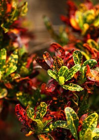 High angle view of red flowering plant