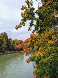 Trees by lake during autumn