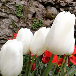 Close-up of white flowering plants