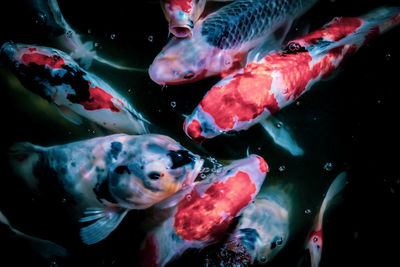 Fish swimming in pond