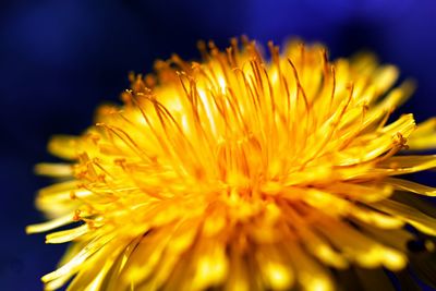 Close-up of yellow flowering plant