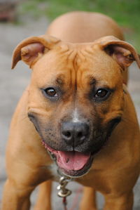 Close-up portrait of dog sticking out tongue outdoors