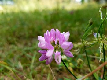 Close-up of pink flower blooming outdoors