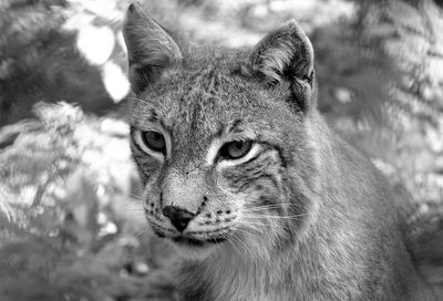 Close-up of cat looking away