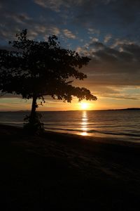 Silhouette trees on beach against sky during sunset