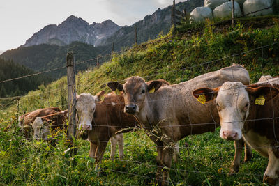 Portrait of cows standing by fence on field