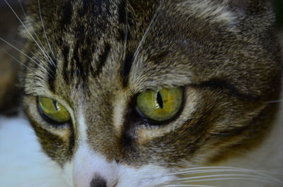 Close-up portrait of a cat