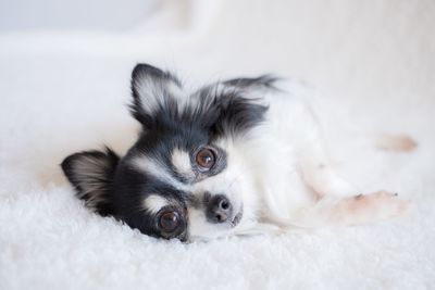 Portrait of dog lying down on bed