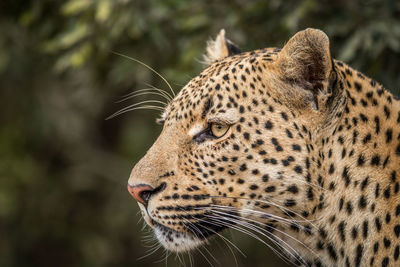 Close-up of leopard