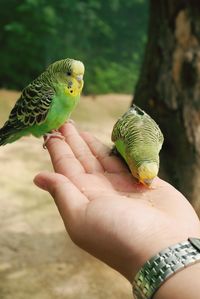 Close-up of bird