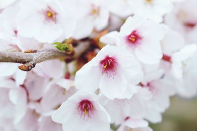 Close-up of pink flowers