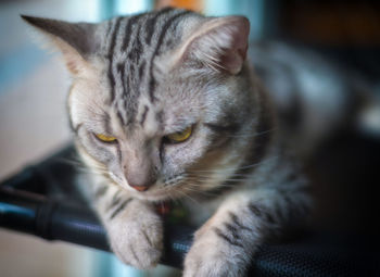 Close-up of a cat looking away