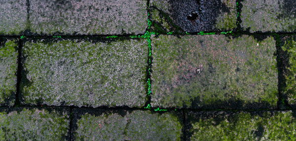 Full frame shot of moss