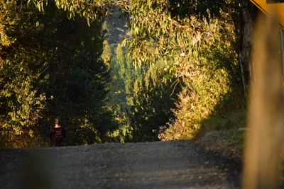 Close-up of road by trees