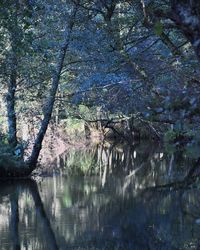 Reflection of trees on lake in forest