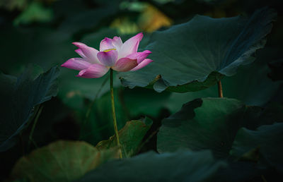 Beautiful lotus flower in blooming