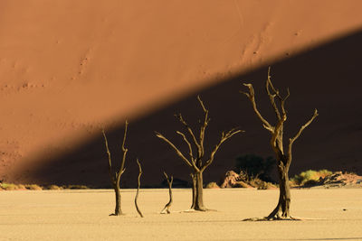 Bare tree on sand at beach against sky