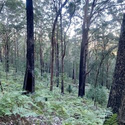 Trees on field in forest