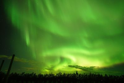 Scenic view of silhouette plants against sky at night