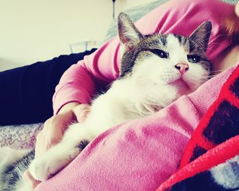 Close-up of cat resting on bed