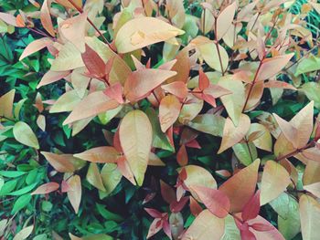 Full frame shot of autumnal leaves