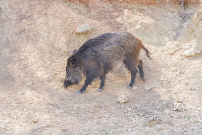 Close-up of pig on field