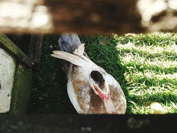 High angle view of bird on land