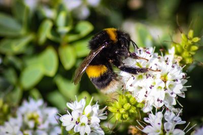 Close-up of bee on purple flower