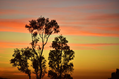 Silhouette tree against dramatic sky during sunset