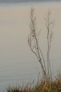 Bare tree against sky during sunset