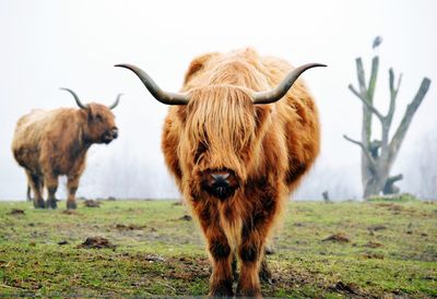 Cattle standing on field against clear sky