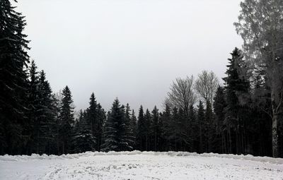 Pine trees on snow covered field against sky