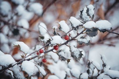 Close-up of frozen tree during winter