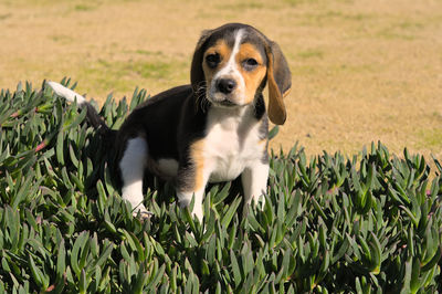 pet