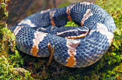 Close-up of lizard on land