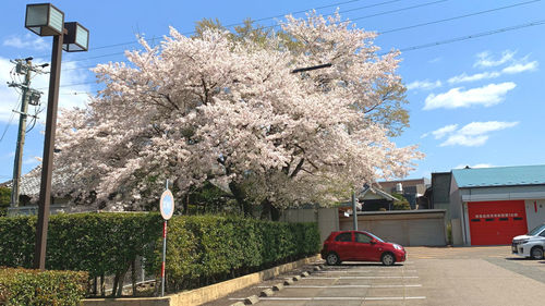 Cherry blossom tree by road against sky