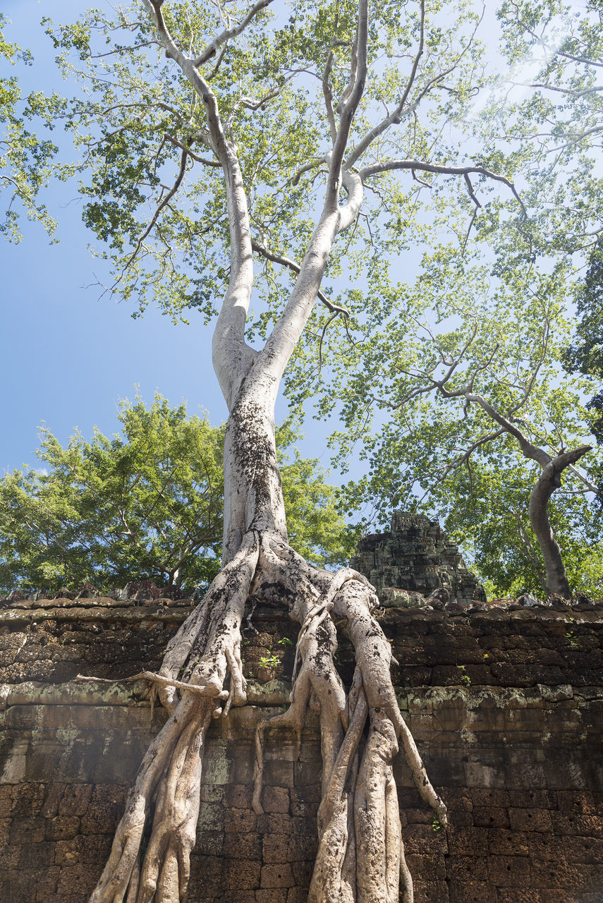 LOW ANGLE VIEW OF STATUE AGAINST TREE