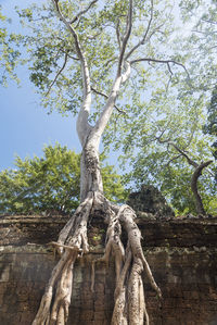 Low angle view of statue against trees