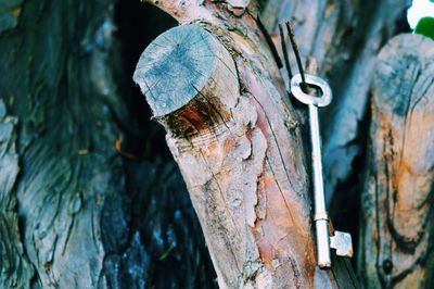 Close-up of rusty metal on tree trunk