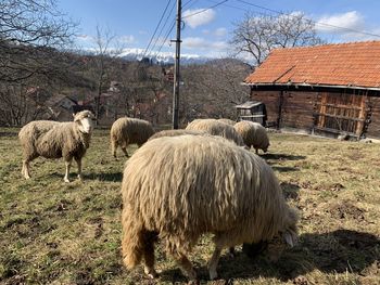 Sheep in a field