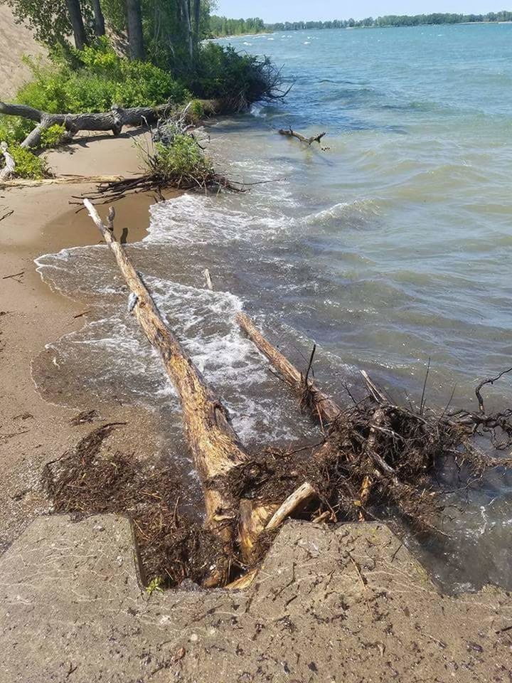 HIGH ANGLE VIEW OF TREES ON BEACH