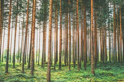 Trees growing in forest