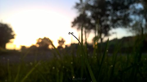 Close-up of grass growing in field