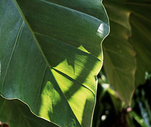 Close-up of green leaf