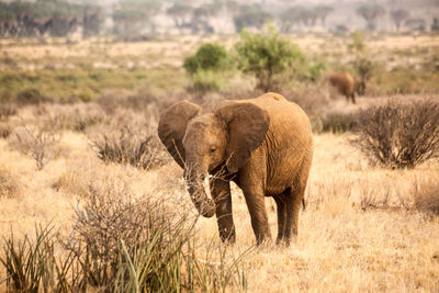 Elephant in a grass