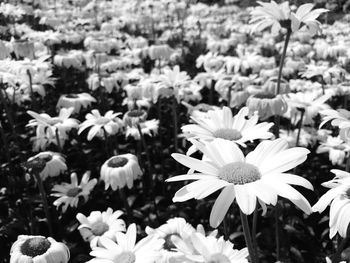 Close-up of white flowering plants on field