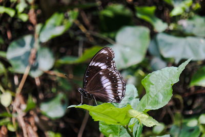 Close-up of butterfly on leaf