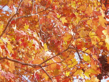 Full frame shot of maple tree