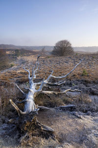 Aerial view of driftwood on land